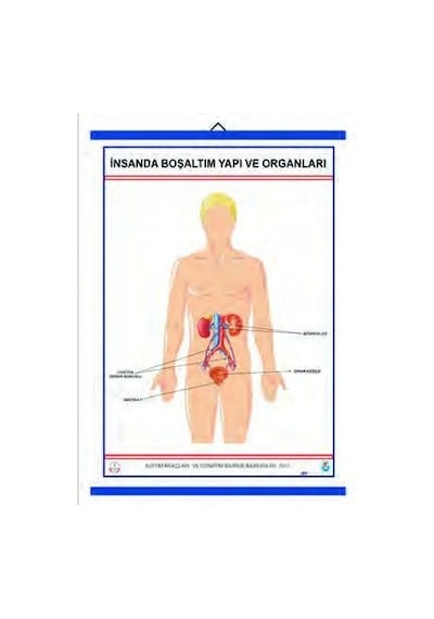 İnsanda Boşaltım Yapı ve Organları