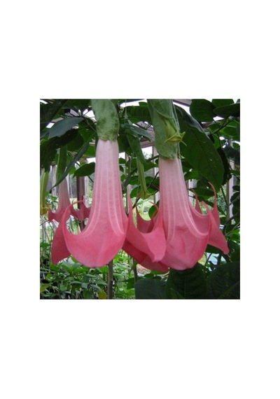 Pembe Melek Borazanı Çiçeği Fidanı 10-20 Cm