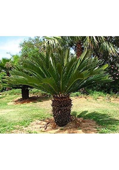 Ithal Nadir Cycas Sikas Revoluta Tohum Süs Ağacı Tohumu 9 Dev Tohum
