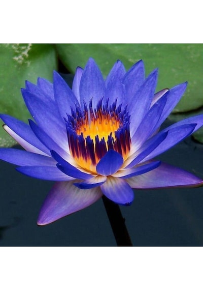 3 Adet Mavi Renk Lotus Çiçeği Tohumu