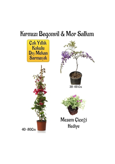 Kırmızı Begonvil Çiçeği+mor Salkım Ağacı Fidanı Mezem Çiçeği Bahçe Peyzaj Seti