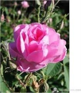 Pembe Yediveren Gül Fidanı Polyanna 1 Adet 10-20 Cm
