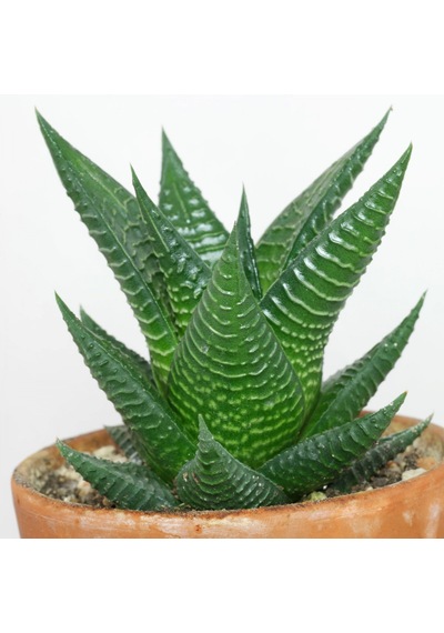 Haworthia Limifolia 15 Adet