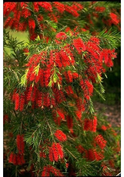 Fırça Çalısı Callistemon 20 - 30 Cm