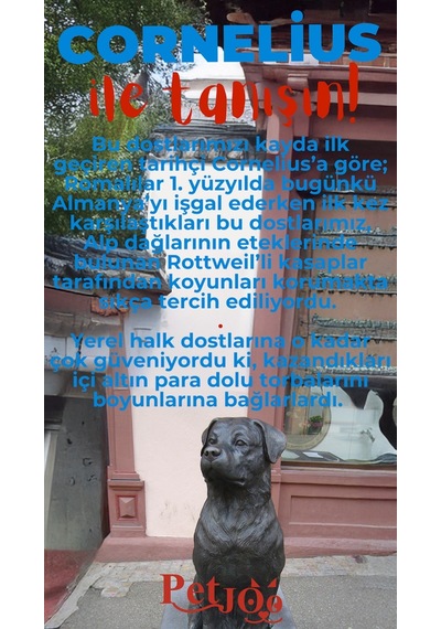 Petjoo 20.Cornelius Kırmızı-Mavi Qr'lı Köpek Künyesi