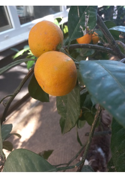Bodrum Mandalina Reçeli 400g