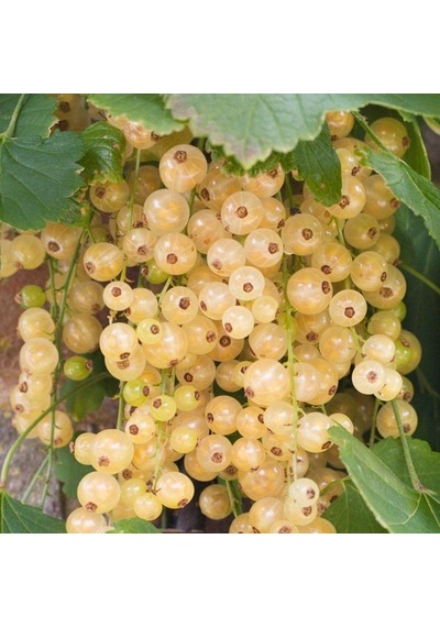 Seneye Meyve Durumda Tüplü Ribes Sativum Beyaz Frenk Üzümü Fidanı