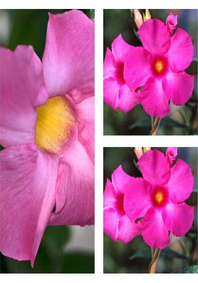 3'lü Pembe Mandavilla Sarmaşığı Çiçeği Fidanı 40-60 Cm Saksılı Çiçekli Bodur Pink Mandevilla