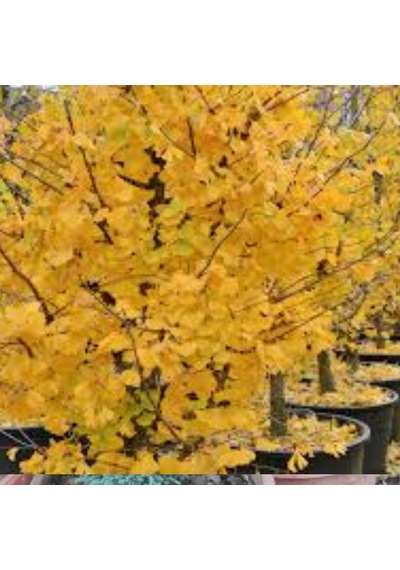 2 Adet Mabet Ağacı Ginkgo Biloba Fidanı 15-20 Cm Boy