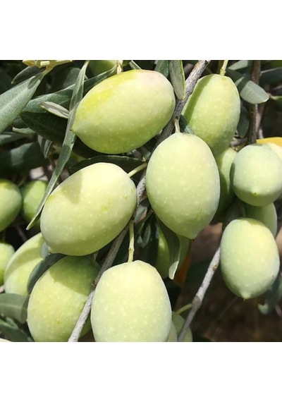 Tüplü Memecik Zeytin  Fidanı