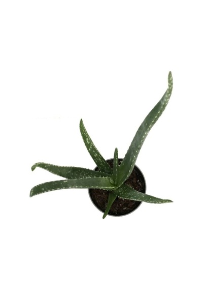 Canlı Aloevera Bitkisi 15 Cm