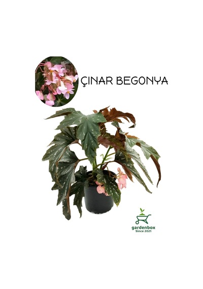 Pembe Çiçekli Çilli Begonya Çiçeği 1 Adet Saksılı 30-40cm