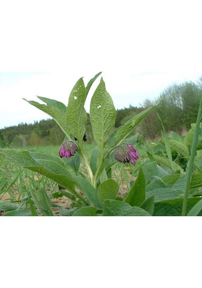 KARAKAFES OTU FİDESİ 3 ADET - Symphytum Officinale
