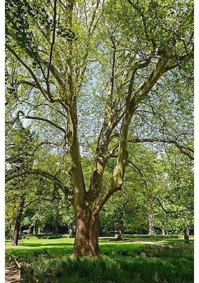 Batı Çınarı Fidanı 10 Adet - Platanus Occidentalis