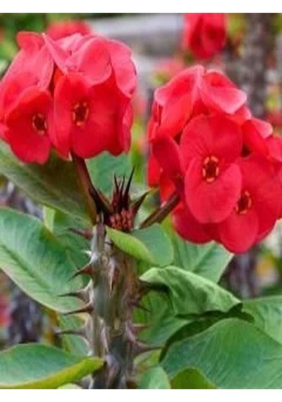 Kırmızı 1 Adet Milli Dikenler Tacı Çiçeği 15-30cm Saksılı Euphorbia