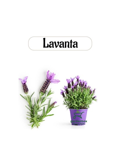 Aromatik Bitki Lavanta Fidesi, 1 Adet Saksılı, 20-30 Cm, Mor Genel
