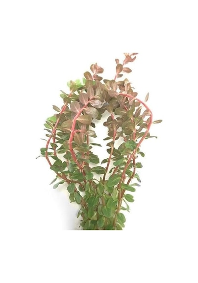 Atakanpetshop Rotala Rotundifolia Reddish Vietnam Saksı Canlı Bitki