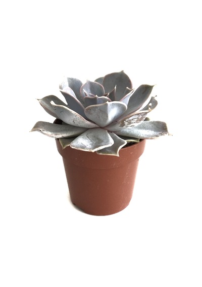 Echeveria Lilacina Sukulent Ø8,5 Cm Y10-15 Cm