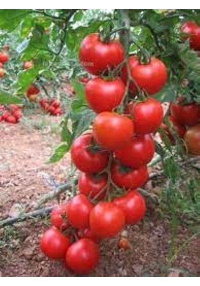 50 Adet Tohum Nadir Sırık Alyanak Organik Domates Tohumu Saksı To