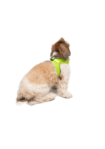Air-Mesh Küçük ve Orta Irk Kedi Köpek Göğüs Tasması - Yumuşak, Nefes Alabilir, Dayanıklı NEON LİME L