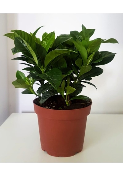 Gardenya Canlı Çiçek