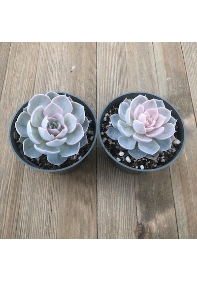Echeveria Morning Beauty - Sabah Güzeli Sukulent 50 Adet