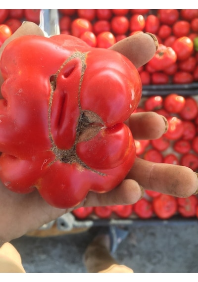 Yerli Köy Domatesi Tohumu