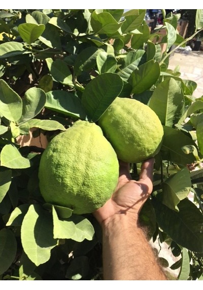 Tüplü Çok Nadir Bulunan İri Ponderosa Limonu Fidanı 2 Yaş 80-100