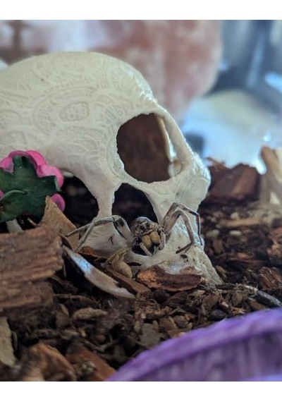 Akvaryum Süsü Kırık Kafatası Dekorasyon - Balık Saklanma Alanı Ve Akvaryum Dekoru Skull Decor Broken Skull For Aquarium Decoration