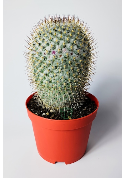 Mammillaria Haageana Koleksiyonluk Çok Dikenli Kaktüs 8.5 Cm