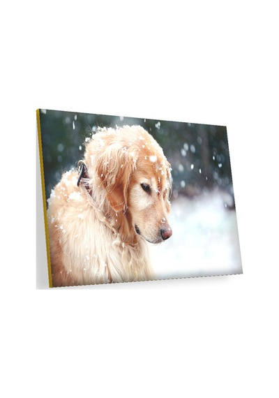 Cakasepetim Golden Retriever Ve Kar Taneleri Ahşap Mdf Tablo