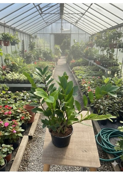 Zamioculcas Zamiifolia Zz Bitkisi - Zeze Çiçeği - Zamya Bitkisi Hava Temizleyen Bitki