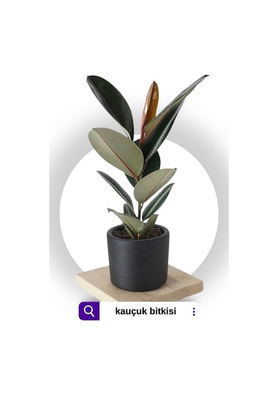 Kauçuk Bitkisi Ficus Elastica Tek Gövdeli 70-90cm