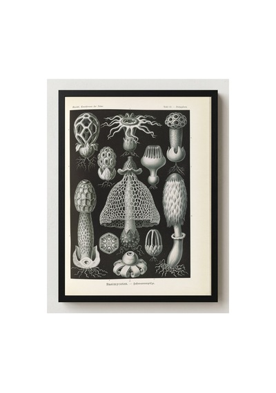 Botanik Haeckel Mantarlar Levhası Çerçevesiz Poster 21x30 Cm A4 Botanik Doğa Tarihi Duvar Dekoru