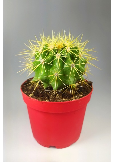 Echinocactus Grusonii Altın Fıçı 8.5 Cm Kırmızı Saksıda