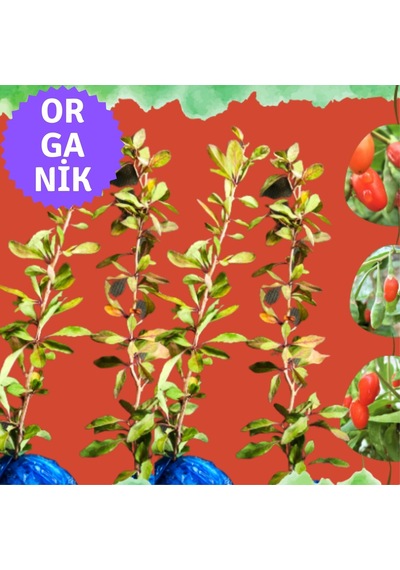 Organik Goji Berry Fidanı Kurtüzümü 4 Adet- Sarmaşık Türü