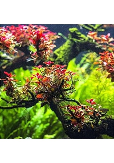 Ludwigia Mini Super Red In 200cc Canlı Bitki
