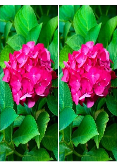 2 Adet Canlı Fuşya Renk Çiçekli Ortanca Fidanı 30-60 Cm Tüplü Çiçekli Bodur Hydrangea