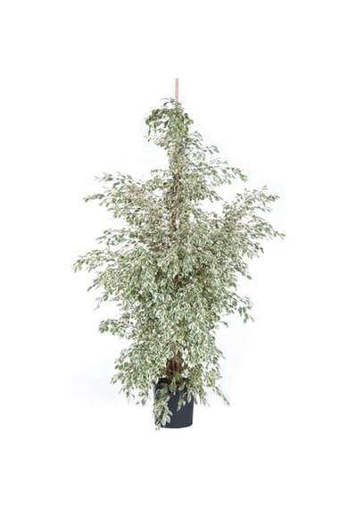 Benjamin Bitkisi 110 120 Cm Benjamin Ficus Starlight Ev Bitkisi Ofis Bitkisi Salon Bitkisi