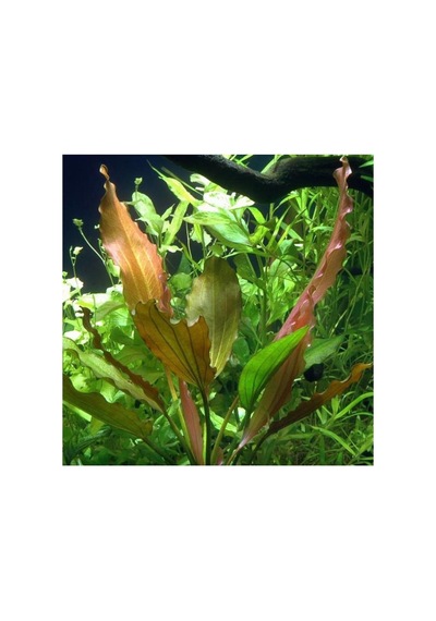 Echinodorus Rose In Vitro Canlı Bitki