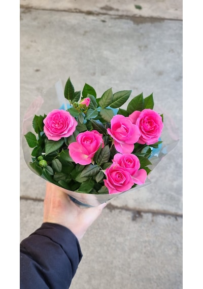 Rosa Gül Pembe