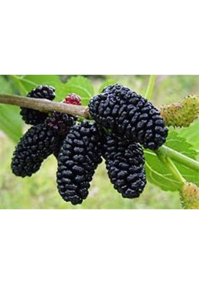 Siyah Dut Avusturalya Cins 60-100 Cm 1-2 Yaş Arası