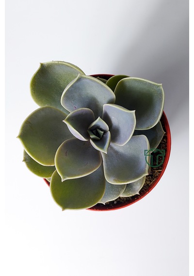 Echeveria Pollux Rozet Sukulent Özel Tür 8.5 Kırmızı Saksıda