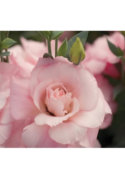 Megcito Lisianthus Çiçeği Tohumu Katmerli, Bodur Pembe Renkli -