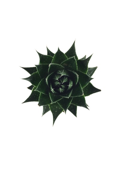 Aloe Cosmo (Kaktüs) Ø8,5 CM Y10-15 CM