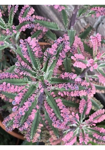 Videolu Pembe Aşkın Gözyaşı 1 Adet Saksılı 10-15cm Kaktüs Ve Sukulent Kalanchoe Daigremontiana