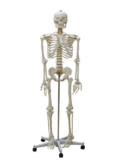 Tam Boy Iskelet Maketi 176 Cm Yarım Vücut Ligament. Omurilik Ve