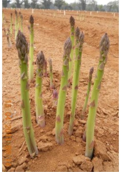 Asparagus - Kuş Konmaz Tohumu