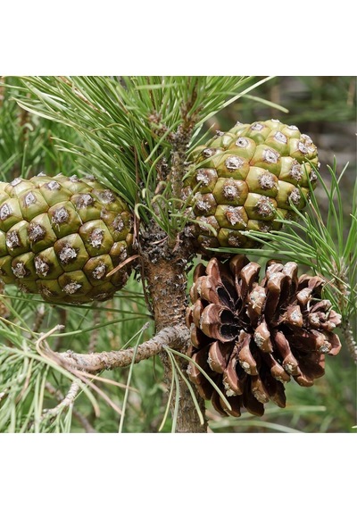 Fıstık Çamı Fidanı 3 Adet - Pinus Pinea