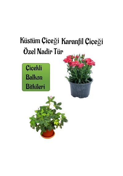 Küstüm Çiçeği 1 Adet 4 Kök 8/10cm + Kırmızı Karanfil Çiçeği 10-15cm